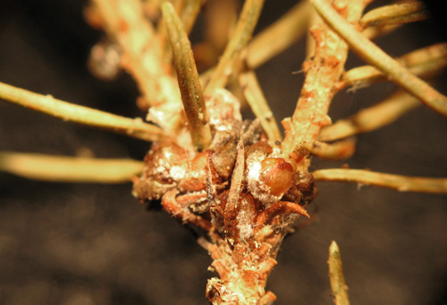 Spruce Budscale